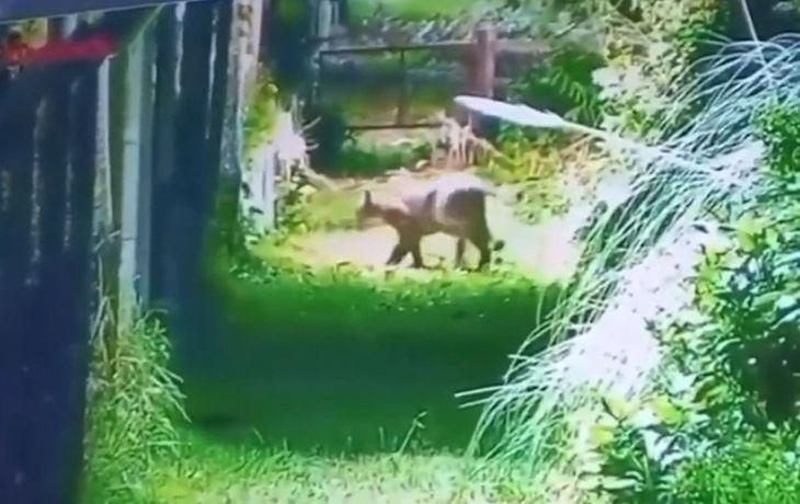 Alerta en Escobar por la presencia de un puma en la zona del country Náutico