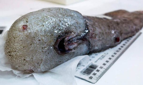 Australia: un pez sin cara fue redescubierto después de 100 años