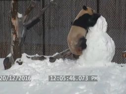 El panda disfrutó de la nieve