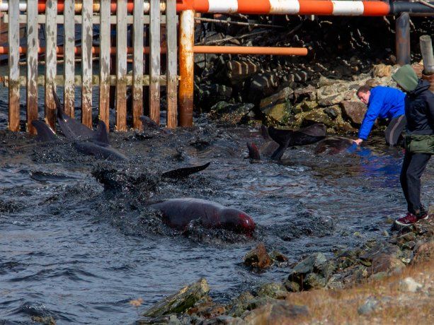 Sorpresa en Ushuaia por decenas de toninas que aparecieron en la bahía: de qué huían