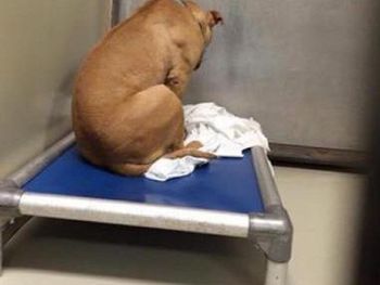 Un perro se deprime porque no lo adoptan y ahora sólo mira una pared