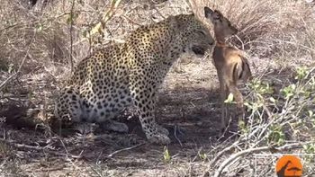 el leopardo que enternece a todos en las redes el leopardo que enternece a todos en las redes