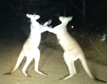 VIDEO: Pelea de canguros en plena ruta
