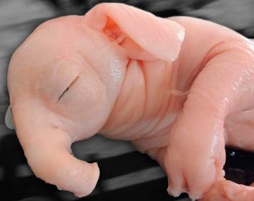 Responsabilizan a la utilización de agrotóxicos