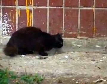 El mundo del revés: la rata que atemoriza a un grupo de gatos