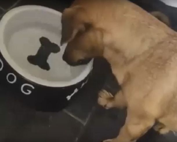 Un perro quiere comerse un hueso que no existe