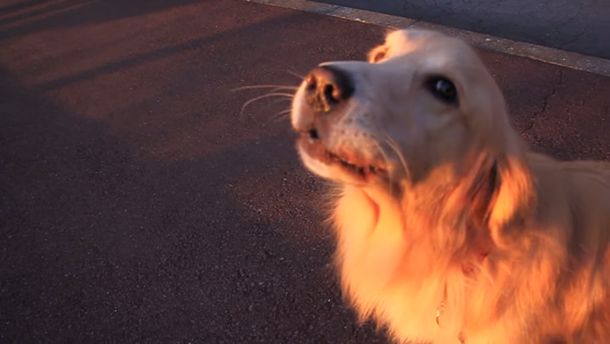 El perro ambulancia: escuchó la sirena y sorprendió a todos cuando comenzó a imitarla