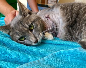 El felino se recupera tras la intervención
