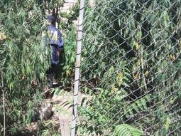 Mamá mono tenía 200 plantas de marihuana de más de 2 metros cada una