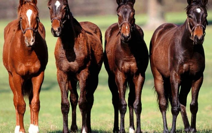Se exportarán caballos de pura sangre al gigante asiático