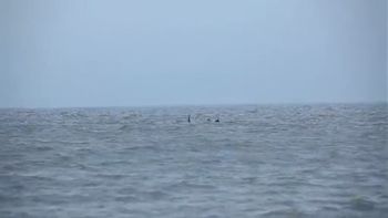 El supuesto monstruo marino de Skegness El supuesto monstruo marino de Skegness