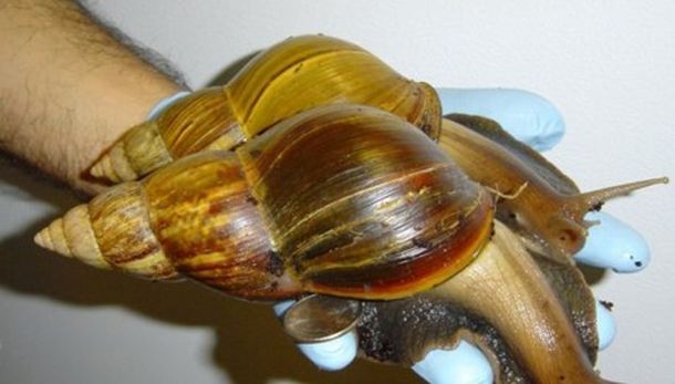 Alarma en Corrientes por un caracol gigante tóxico