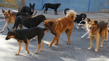 mas de 50 perros y gatos fueron envenenados con herbicida en esquel mas de 50 perros y gatos fueron envenenados con herbicida en esquel