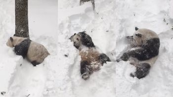 un oso panda disfruto a pleno de la tormenta de nieve jonas en estados unidos un oso panda disfruto a pleno de la tormenta de nieve jonas en estados unidos