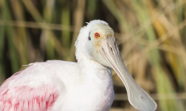 La observación de aves autóctonas, otro de los grandes atractivos que ofrece Navarro. La observación de aves autóctonas, otro de los grandes atractivos que ofrece Navarro.