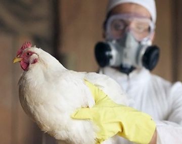 Gripe aviar: el Gobierno y el Senasa analizan este martes nuevas acciones