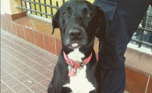 Otra víctima de la pueblada en Monte Hermoso: al perro Chocho lo quemaron vivo