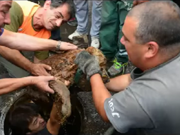 logran sacar a perro atrapado en alcantarilla logran sacar a perro atrapado en alcantarilla