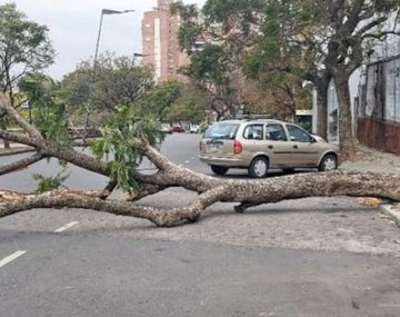 Fuertes vientos y lluvias en Rosario derribaron una veintena de árboles