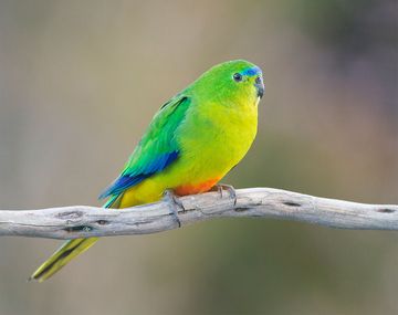 Un extraño virus amenaza con la extinción a una especie de ave en Australia