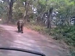 Un elefante los hizo huir en medio de un safari