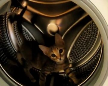 El gato que se cree hámster: mirá cómo juega en un lavarropas