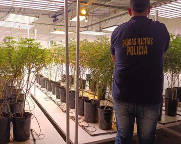 Una mujer usaba un grow shop como pantalla para vender marihuana