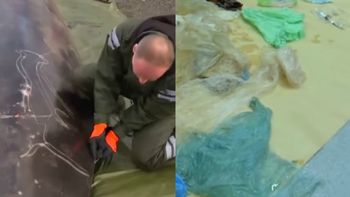 La autopsia a una ballena enferma La autopsia a una ballena enferma