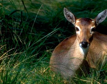 Camión atropelló a un bambi que iba a dar a luz