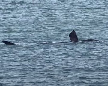 VIDEO: aparecieron más ballenas en Mar del Plata