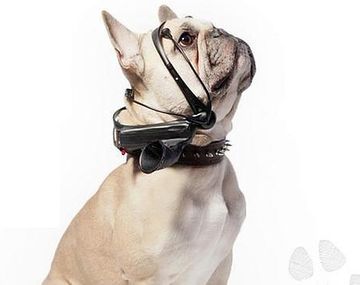 Crean un dispositivo para traducir los pensamientos de los perros