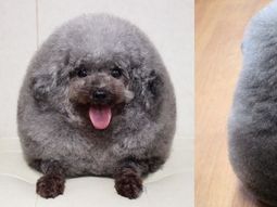 Llevaron a su perro a la peluquería y se viralizó por su look