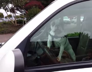 Un perro encerrado en un auto