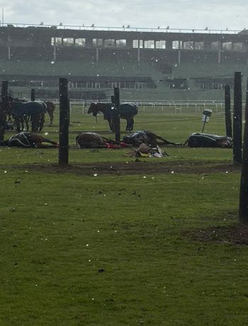 Tragedia en el Jockey Club de San Isidro: un rayo mató a cuatro yeguas y un cuidador terminó en el hospital&nbsp;