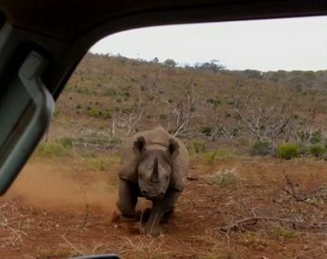 Fotografió a un rinoceronte y mirá lo que le pasó