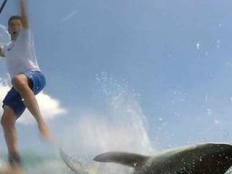 un paddleboarder se defendio de un tiburon que lo tumbo de su tabla un paddleboarder se defendio de un tiburon que lo tumbo de su tabla