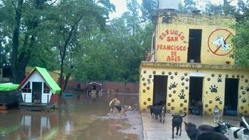 un refugio de animales quedo bajo el agua un refugio de animales quedo bajo el agua