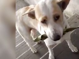 Un perro le agradece a la mujer que lo alimenta con regalos Un perro le agradece a la mujer que lo alimenta con regalos