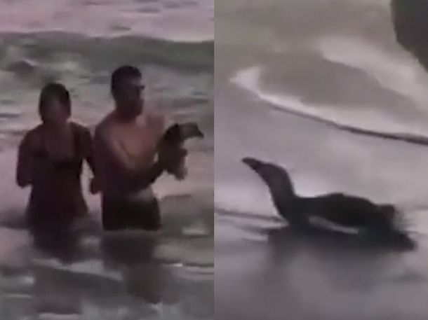 Monte Hermoso: una pareja que sacó a un pingüino del mar para tomarse fotos