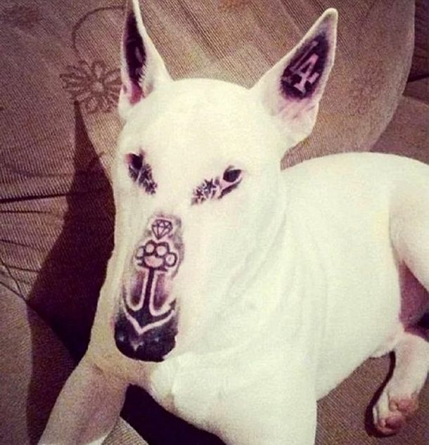 La foto del perro con la cara tatuada que generó indinación en Facebook.