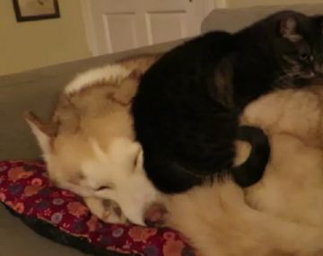 Un gato usa a un siberiano de cama