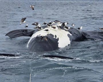 Chubut: aparecieron 15 ballenas muertas en las costas de Puerto Pirámides.