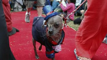Mugly, el perro crestado chino más feo del mundo. Mugly, el perro crestado chino más feo del mundo.