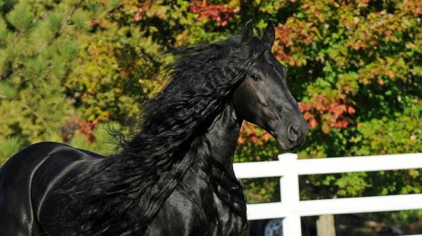 Aseguran que este es el caballo de pura sangre más bello del mundo