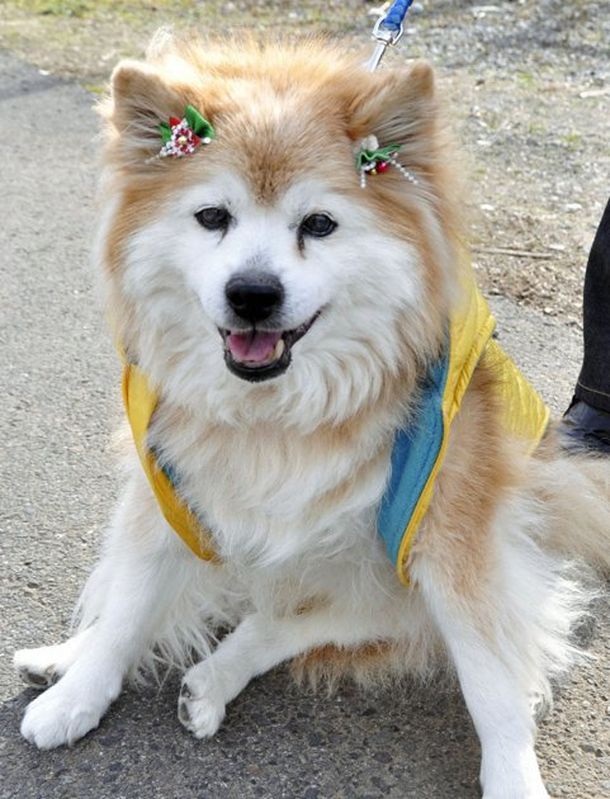 Pusuke perro más viejo del mundo