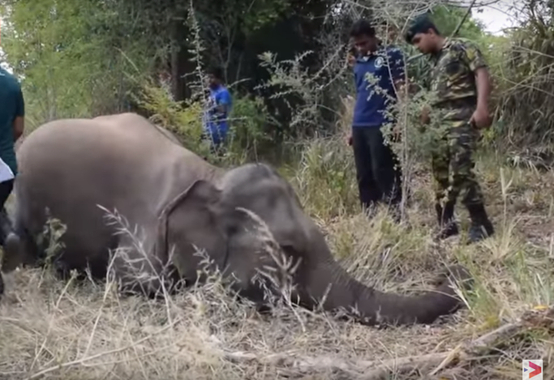 VIDEO: Un tren atropelló y mató a cuatro elefantes en Sri Lanka