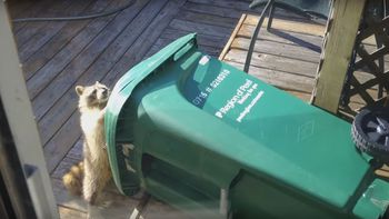 video: un mapache no podia abrir un tacho de basura y se lo llevo video: un mapache no podia abrir un tacho de basura y se lo llevo