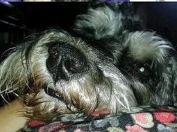 Para encontrar a su perro, ofrece un auto como recompensa