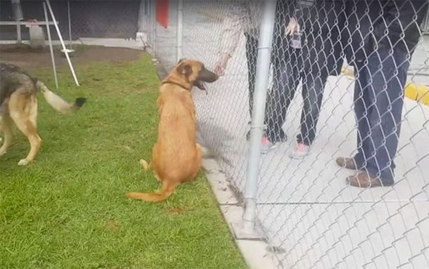 Una perra pensó que su familia venía a buscarla pero se llevaron a otro perro