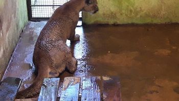 El puma ya se encuentra en una reserva de Misiones El puma ya se encuentra en una reserva de Misiones